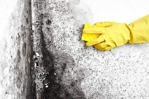 Best Certified Mold Removal  in Grandview, OH