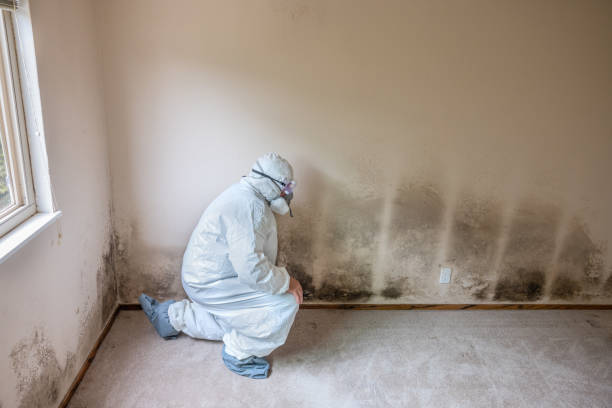 Best Affordable Mold Removal  in Grandview, OH