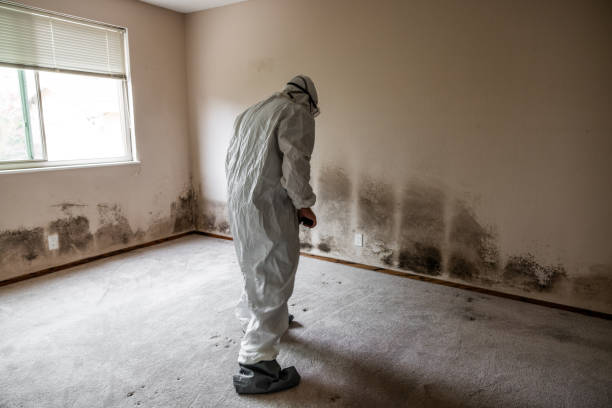 Best Mold Remediation  in Grandview, OH