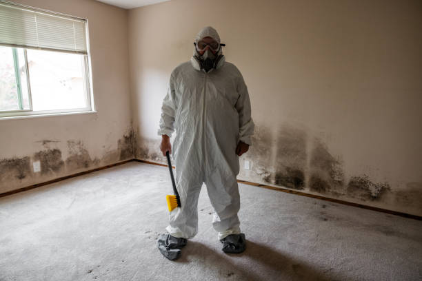 Mold Removal Process in Grandview, OH