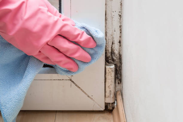 Best Emergency Mold Removal  in Grandview, OH
